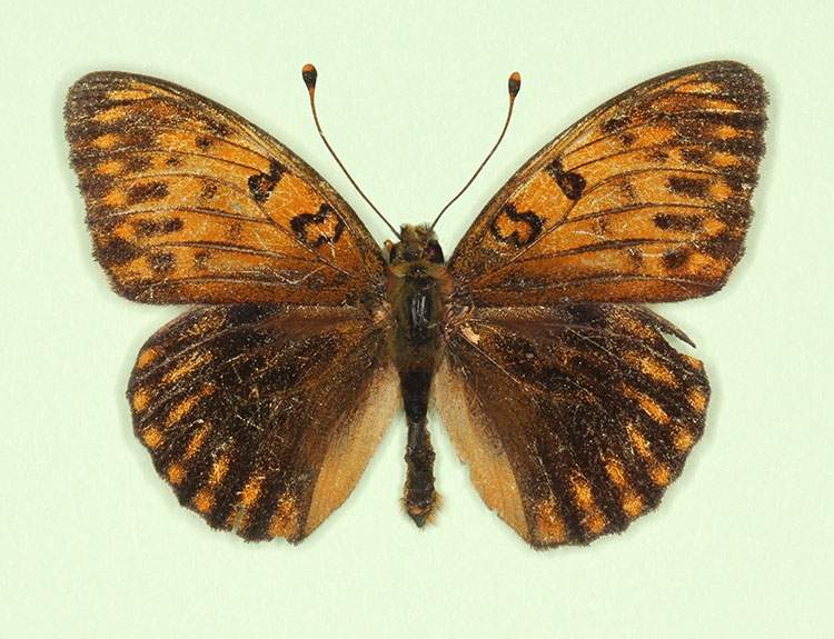 Argynnis aglaja male (aberrant form obnora) (Internet Image property of respective owner, non-commercial use only)